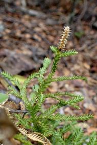 Larry Peerce Film Lista  (Filmografia)  Larry Peerce Film Lista  (Filmografia)